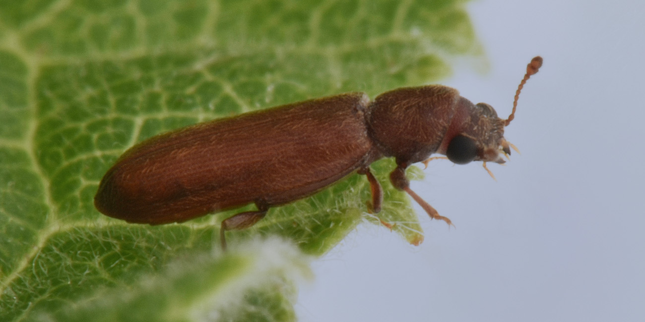 Lyctidae o Bostrichidae?      Bostrichidae: Lyctus sp.